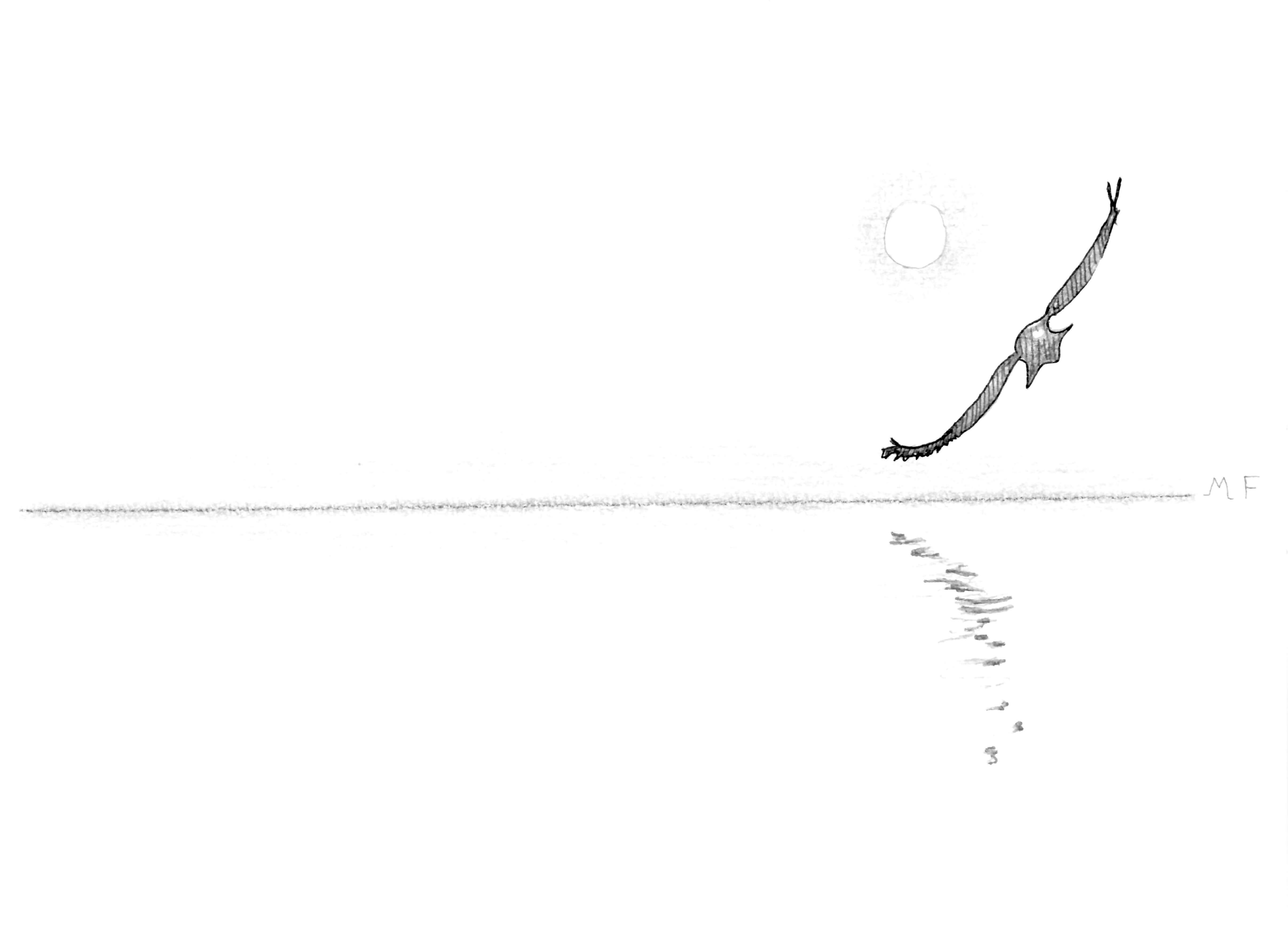 Vol d'oiseau au-dessus de l'horizon — illustration de Meichelus pour L'AMagie
